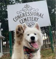Congressional Cemetery image 18
